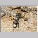 Dipogon subintermedius - Wegwespe w07a 7-8mm Sandgrube Niedringhaussee - beim Einsammeln von Nestmaterial-det.jpg